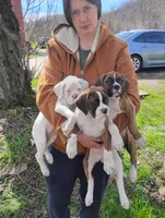 Puppy one, a female Boxer for sale in Dawson, PA – Photo 4 of 4