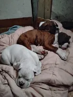 Puppy one, a female Boxer for sale in Dawson, PA – Photo 2 of 4