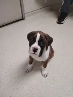 Puppy one, a female Boxer for sale in Dawson, PA – Photo 1 of 4