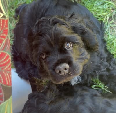 SC Duncan, a male Cocker Spaniel for sale in Vancouver, WA – 3 of 3