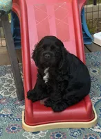 SC Duncan, a male Cocker Spaniel for sale in Vancouver, WA – 2 of 3