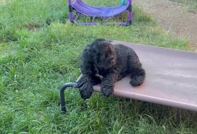 SC Duncan, a male Cocker Spaniel for sale in Vancouver, WA – 4 of 4