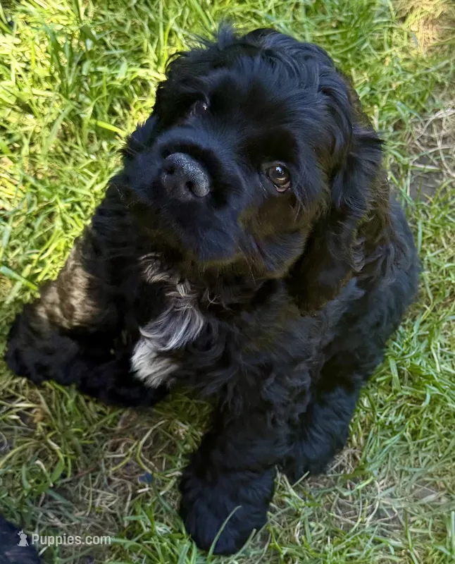SC Duncan – Cocker Spaniel puppy for sale in Vancouver, WA