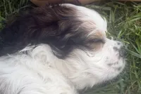 SC Sable/white, a male Cocker Spaniel for sale in Vancouver, WA – 4 of 4