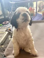 SC Sable/white, a male Cocker Spaniel for sale in Vancouver, WA – 3 of 4