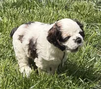 Café Moracchino, a male Cocker Spaniel for sale in Vancouver, WA – Photo 3 of 6