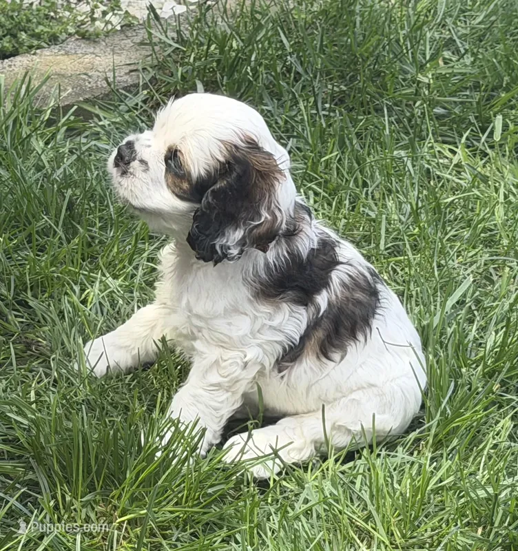 Café Moracchino – Cocker Spaniel puppy for sale in Vancouver, WA