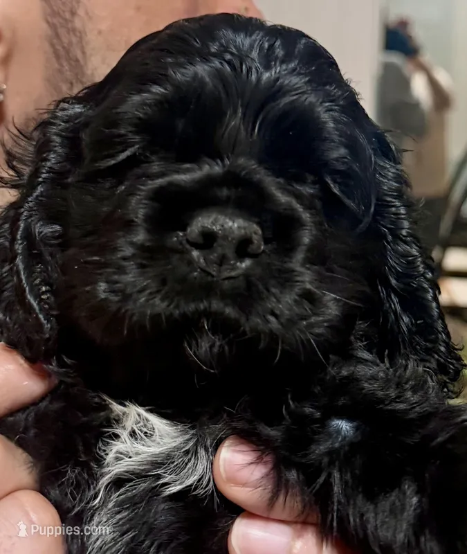 Café mocha – Cocker Spaniel puppy for sale in Vancouver, WA