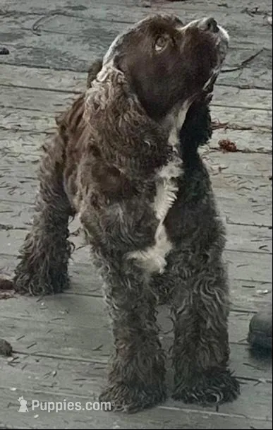 Café mocha, a male Cocker Spaniel for sale in Vancouver, WA – Photo 7 of 7