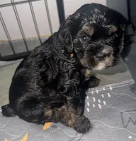 Espresso, a female Cocker Spaniel for sale in Vancouver, WA – Photo 3 of 5