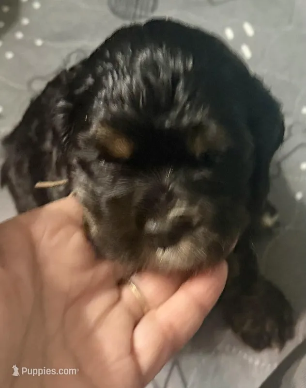 Espresso – Cocker Spaniel puppy for sale in Vancouver, WA