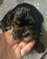 Espresso, a female Cocker Spaniel for sale in Vancouver, WA – Photo 1 of 5