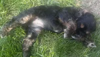 Espresso, a female Cocker Spaniel for sale in Vancouver, WA – Photo 2 of 5