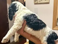 Latte macchiato, a female Cocker Spaniel for sale in Vancouver, WA – Photo 3 of 6