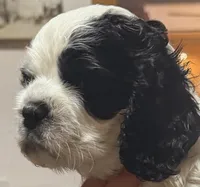 Latte macchiato, a female Cocker Spaniel for sale in Vancouver, WA – Photo 2 of 6