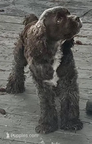 Espresso, a female Cocker Spaniel for sale in Vancouver, WA – Photo 5 of 5