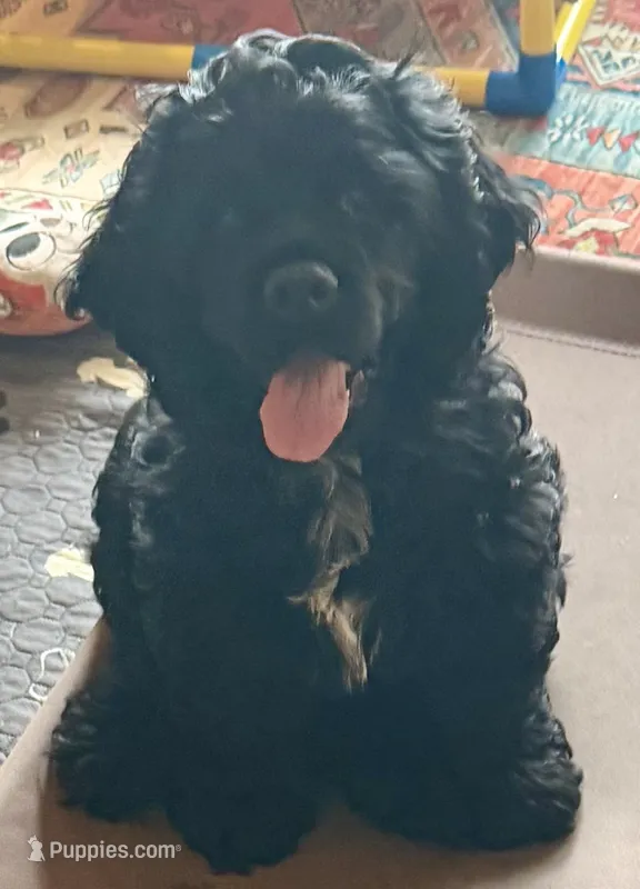 SC Duncan – Cocker Spaniel puppy for sale in Vancouver, WA
