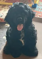 SC Duncan, a male Cocker Spaniel for sale in Vancouver, WA – 1 of 4