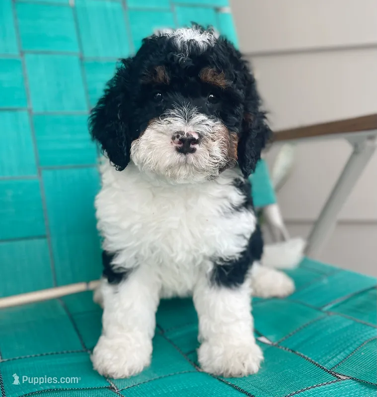 Remington – Miniature Bernedoodle puppy for sale in Berne, IN