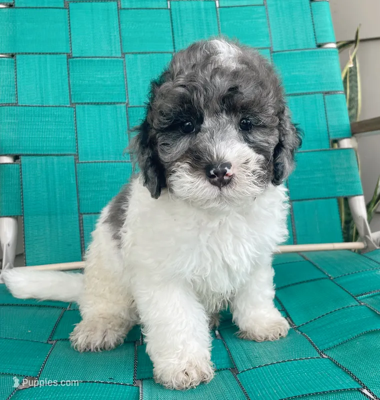Denim  – Miniature Bernedoodle puppy for sale in Berne, IN