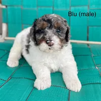 Blu, a male Miniature Bernedoodle for sale in Berne, IN – 2 of 6