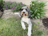 Oakley, a female Miniature Bernedoodle for sale in Berne, IN – 3 of 4