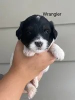 Wrangler , a male Miniature Bernedoodle for sale in Berne, IN – 1 of 4