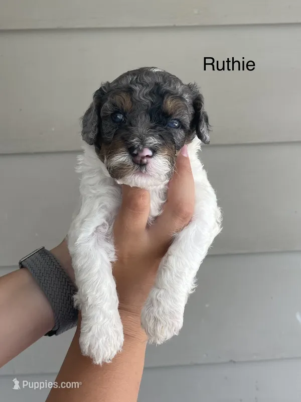 Ruthie – Miniature Bernedoodle puppy for sale in Berne, IN