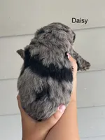 Daisy , a female Miniature Bernedoodle for sale in Berne, IN – 2 of 4