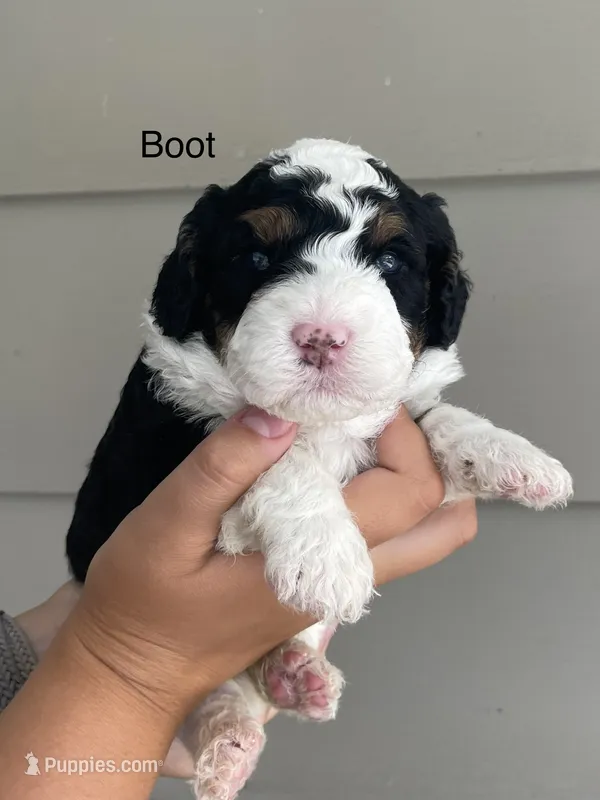 Boot – Miniature Bernedoodle puppy for sale in Berne, IN