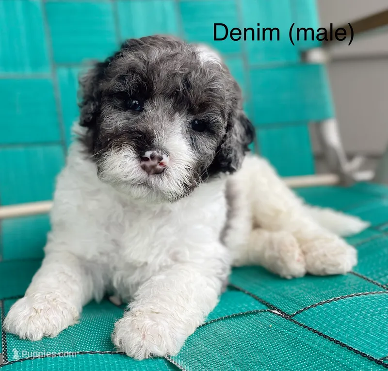 Denim  – Miniature Bernedoodle puppy for sale in Berne, IN