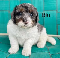 Blu, a male Miniature Bernedoodle for sale in Berne, IN – 3 of 6