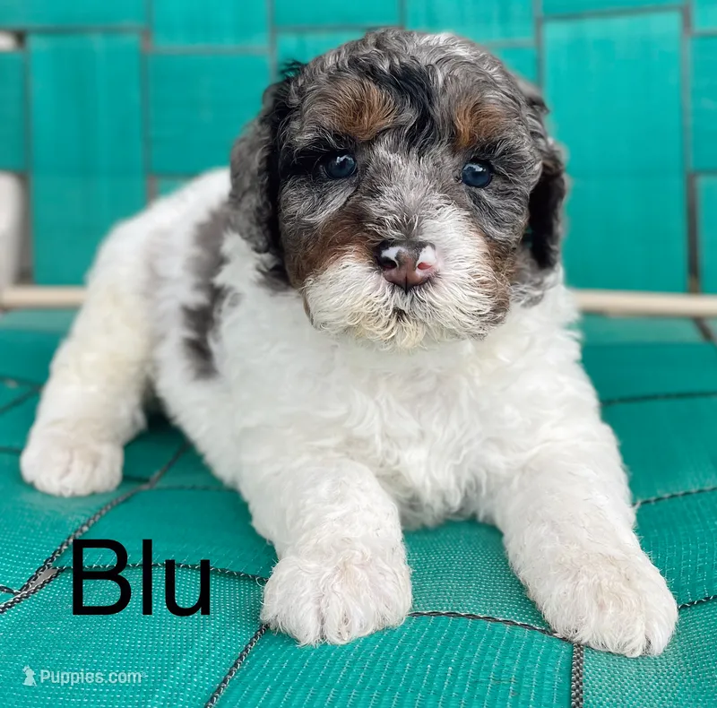 Blu – Miniature Bernedoodle puppy for sale in Berne, IN