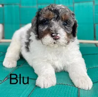 Blu, a male Miniature Bernedoodle for sale in Berne, IN – 1 of 6