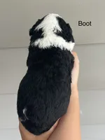 Boot, a male Miniature Bernedoodle for sale in Berne, IN – 2 of 4