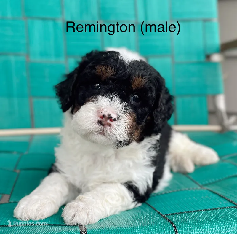 Remington – Miniature Bernedoodle puppy for sale in Berne, IN