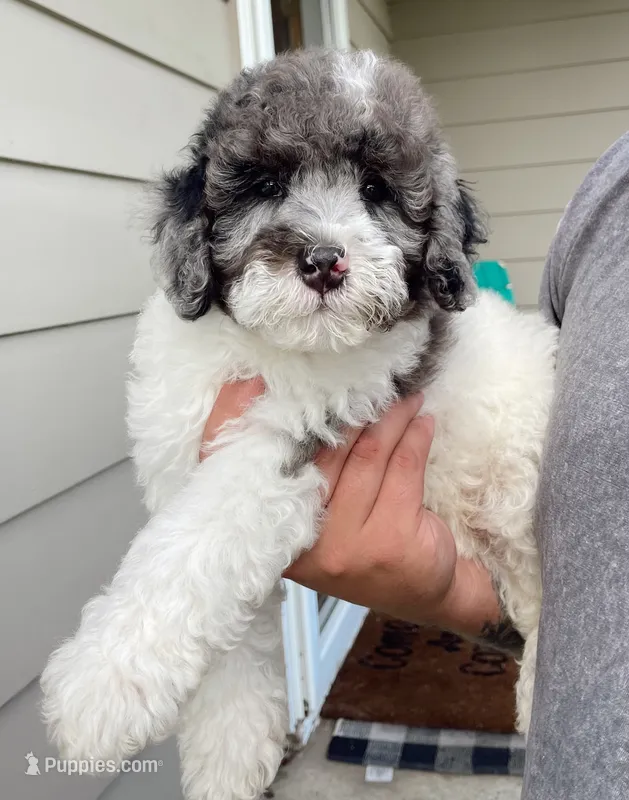 Denim  – Miniature Bernedoodle puppy for sale in Berne, IN