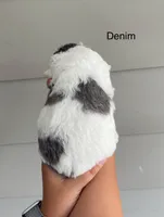 Denim , a male Miniature Bernedoodle for sale in Berne, IN – 2 of 4
