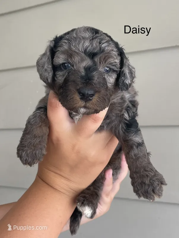 Daisy  – Miniature Bernedoodle puppy for sale in Berne, IN
