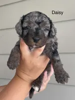 Daisy , a female Miniature Bernedoodle for sale in Berne, IN – 1 of 4