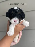 Remington, a male Miniature Bernedoodle for sale in Berne, IN – 1 of 4