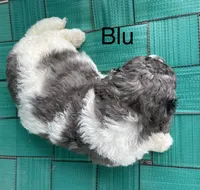 Blu, a male Miniature Bernedoodle for sale in Berne, IN – 4 of 6
