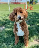 Wrangler , a male Miniature Bernedoodle for sale in Berne, IN – 4 of 4