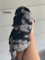 Oakley, a female Miniature Bernedoodle for sale in Berne, IN – 2 of 4