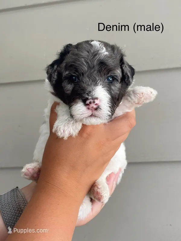 Denim  – Miniature Bernedoodle puppy for sale in Berne, IN