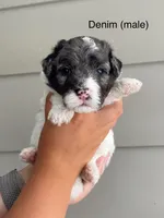 Denim , a male Miniature Bernedoodle for sale in Berne, IN – 1 of 4