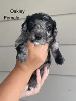 Oakley, a female Miniature Bernedoodle for sale in Berne, IN – 1 of 4