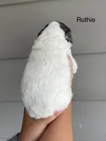 Ruthie, a female Miniature Bernedoodle for sale in Berne, IN – 2 of 4
