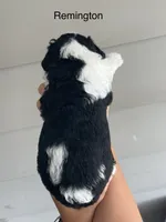 Remington, a male Miniature Bernedoodle for sale in Berne, IN – 2 of 4