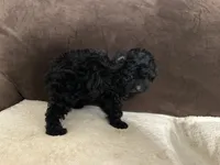 Pixie (AKC), a female Poodle - Toy  for sale in Fort Worth, TX – 3 of 4